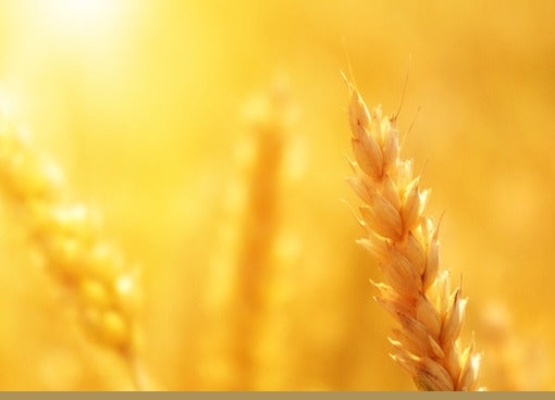 eLearning-Kurs Bi Gu Fu Qi