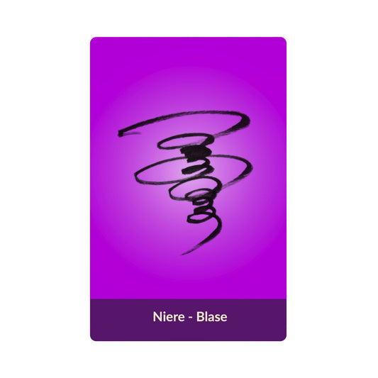 Niere - Blase