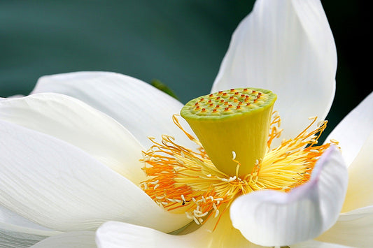 eLearning Kurs Licht-Lungen Qigong